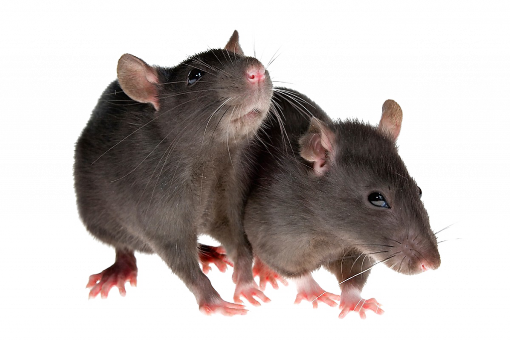 photo de rats dératisation