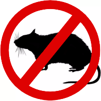 rat interdit